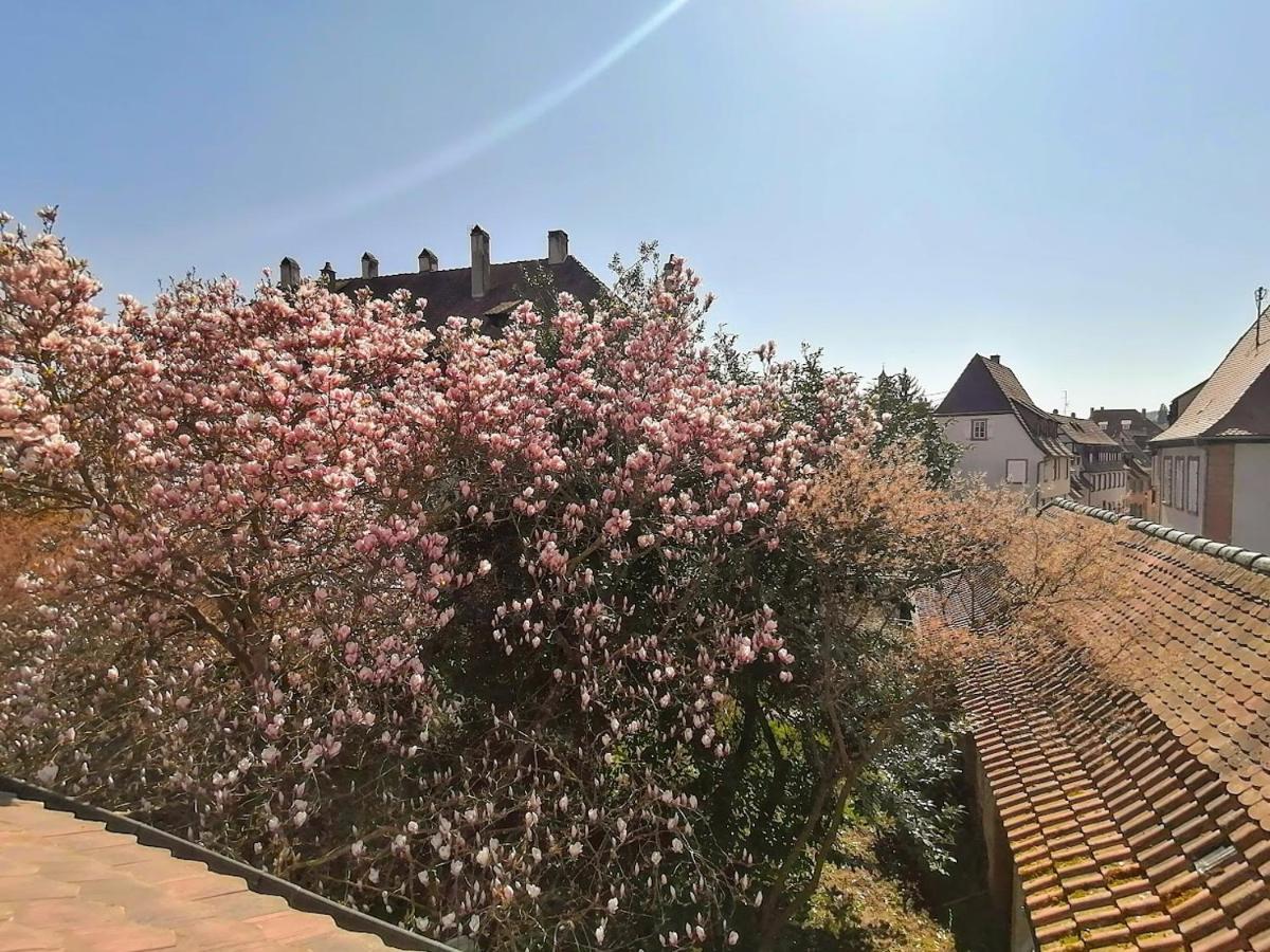 Maison Kobold Xvie Siecle Apartment Wissembourg